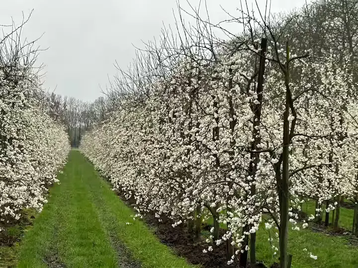 De Uilehoeve tuin